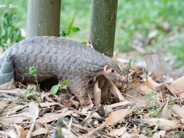 2月21日世界穿山甲日相約動物園：一起陪牠走回山林——「Save the Pangolin 返家之路」救傷與野放分享會